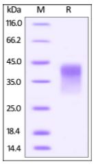 Human PD-1, His Tag, low endotoxin (HPLC-verified) on SDS-PAGE under reducing (R) condition. The gel was stained overnight with Coomassie Blue. The purity of the protein is greater than 95%.